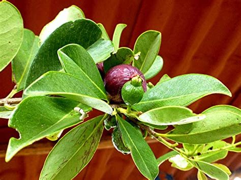 Arlo Rare Psidium guajava "Purple Guava" Fruit Plant With Pot : Amazon ...