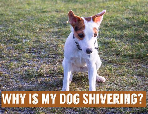 13 Causes of Shivering and Shaking in Dogs and What to Do
