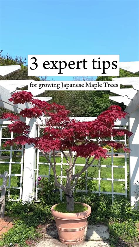 Pin on Japanese garden