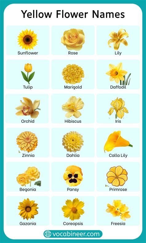 35 Yellow Flower Names in English with their Pictures