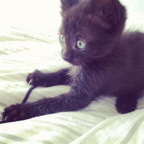 Black Siamese kitten