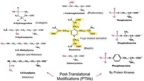 Image result for Post-Translational Modification of Amino Acids