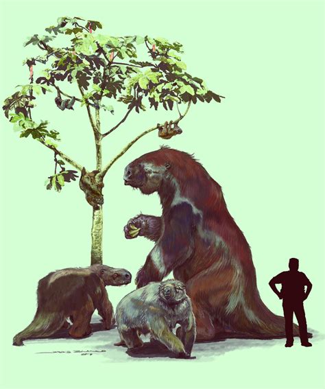 Image result for Sloth Family Tree