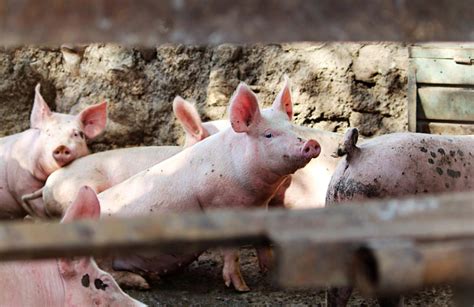 专家组对第38期测定种猪进行外貌评定_养猪信息网_广东养猪信息网_广东省养猪行业协会主办