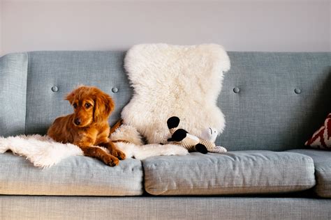 Dog Furniture