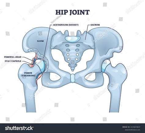 28,054 Hip Joint Images, Stock Photos & Vectors | Shutterstock