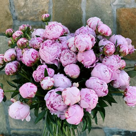Peony Bouquets - The Lush Lily - Brisbane & Gold Coast Florist Flower ...