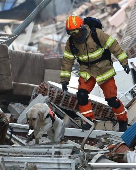土耳其地震狗救主人 土耳其地震中的狗狗救援队-四得网