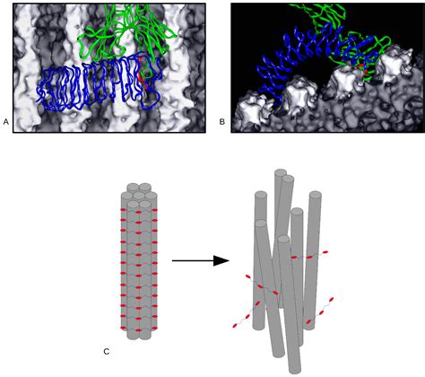 Molecular Tissue Responses to Mechanical Loading