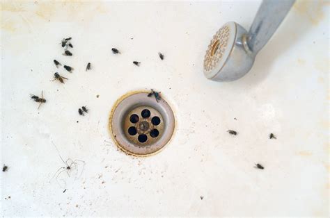 Will Bleach Kill Drain Flies? | My Pest Pros