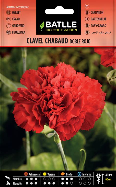 Claveles Rojos En Ingles
