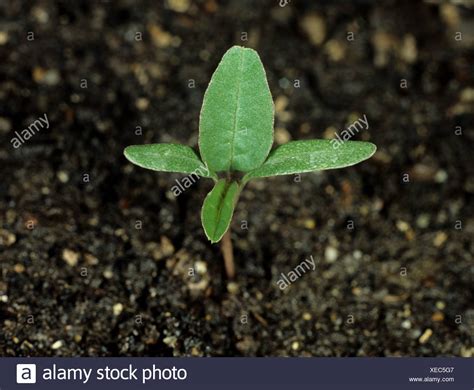 Amaranth Retroflexus High Resolution Stock Photography and Images - Alamy