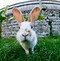 Image result for Cutest Bunny Names in the World