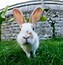 Image result for Cute Happy Bunny Rabbits