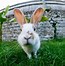 Image result for Types of Bunnies