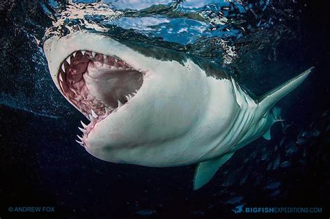 Great white shark cage diving | Big Fish Expeditions