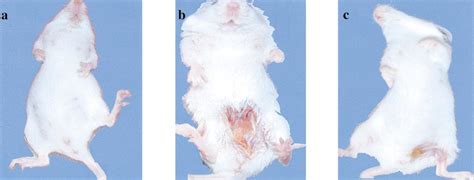 Image result for Intraperitoneal Injection of BALB/c Mice