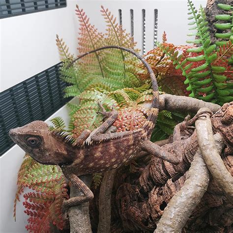 Buy Mechpia Crested Gecko Coco Hut Ladder Natural Coconut Shell Hideout ...