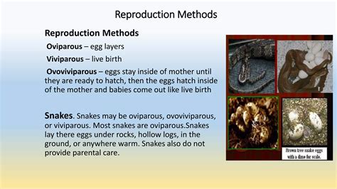 Reproduction & development in reptiles | PPTX