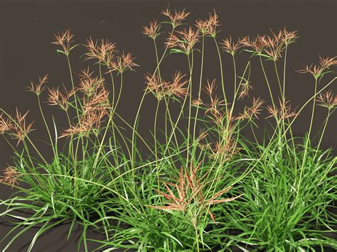 ArtStation - Cyperus rotundus -Purple Nutsedge | Resources