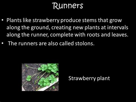 Runner Plant 的图像结果