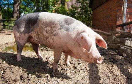浅析炎症产生的原因及对养猪生产的影响 - 猪好多网