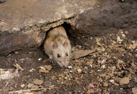 Rats bigger than sheep could roam earth one day | Science News | Zee News