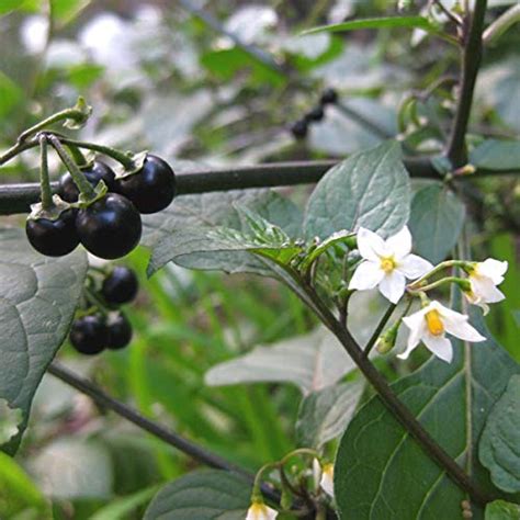 Plant House Live Kali Makoi - Solanum Nigrum Herbal Plant With Pot ...