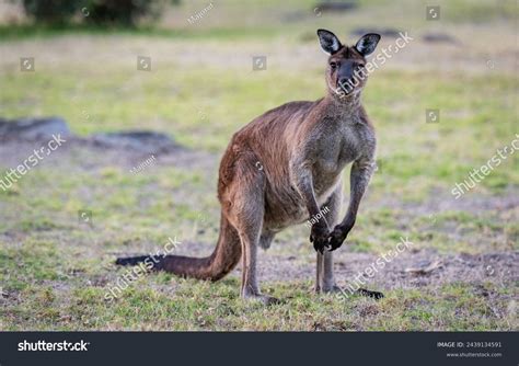 Western Grey Kangaroo Macropus Fuliginosus Subspecies Stock Photo ...