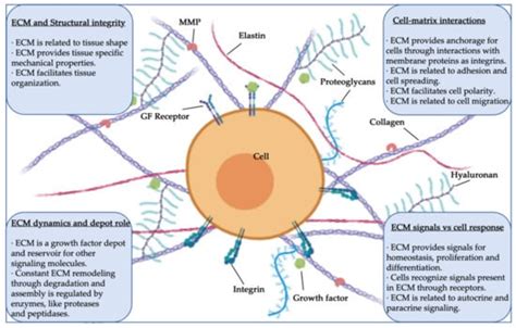 Tissue-Specific Decellularization Methods: Rationale and Strategies to ...
