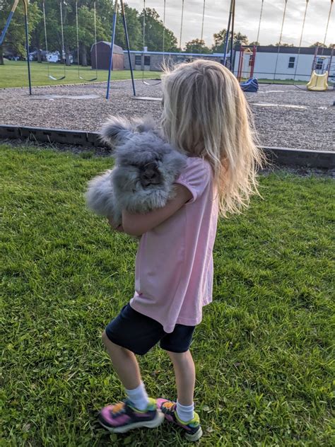Angora rabbit Rabbits For Sale | Stow, OH #548460