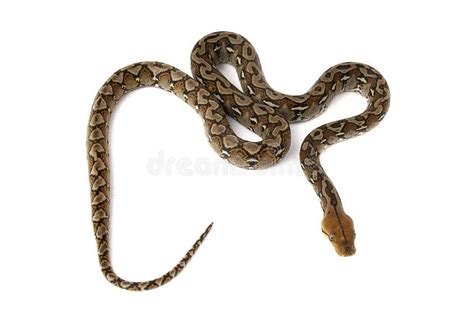 Image result for Reticulated Python Snake