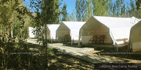 Alpine Ibex Camp Nubra | Deluxe Camp in Nubra Valley