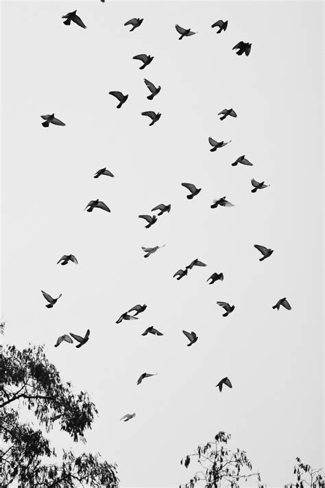 Dove Season Texas: Ultimate Guide To Unlocking Hunting Success