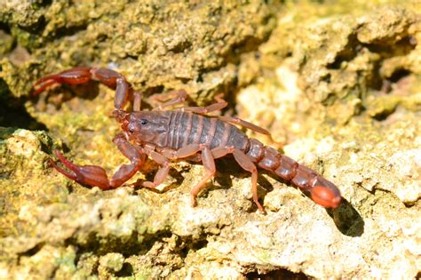 21 Types of Scorpions in Texas (With Pictures and Identification)