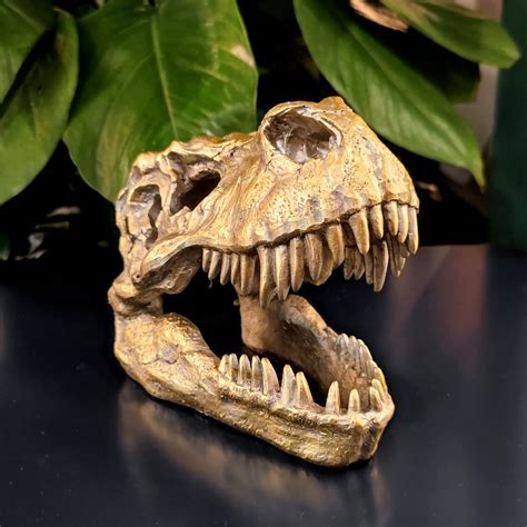 Cabeca De Tiranossauro