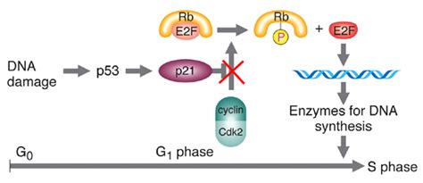 Image result for P21 Tutorial