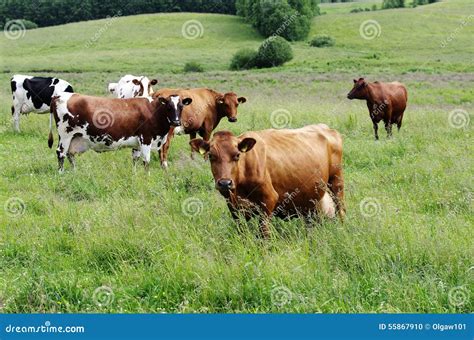 Cows on the field stock photo. Image of landscape, tranquility - 55867910