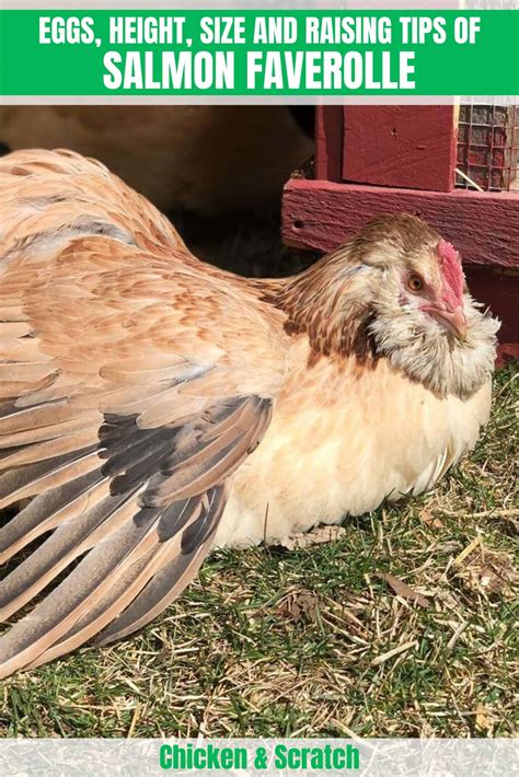 Salmon Faverolle: Eggs, Height, Size and Raising Tips