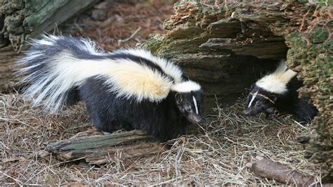 Hibernating Skunk How To Prevent Raccoons, Skunks, And Foxes From