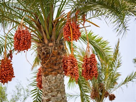Tips & Information about Date Trees - Gardening Know How - where do dates come from