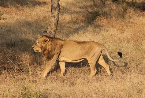 All wild Asiatic lions in Gujarat to be screened for disease