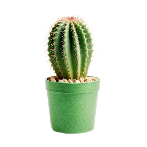 Green Cactus In Pot. Isolated on Background 45804654 PNG