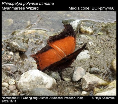 Rhinopalpa polynice (Cramer, [1779]) - Wizard | Butterfly