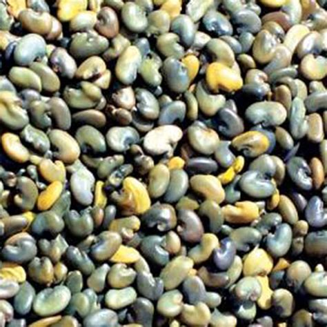 Sunhemp Seeds (Crotalaria juncea) - 25 KG – Agriplex