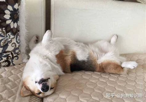 狗狗可爱图片大全（分享27张小狗睡觉的照片）_豪友网