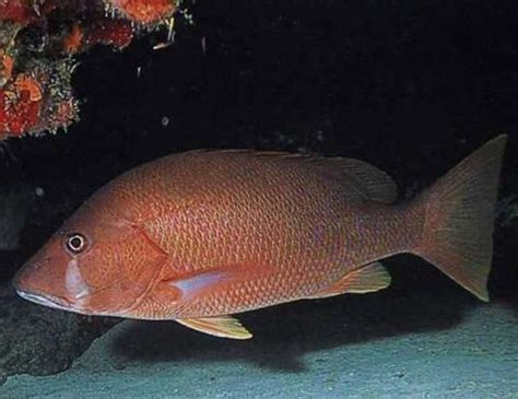 Image result for Caribbean Red Snapper