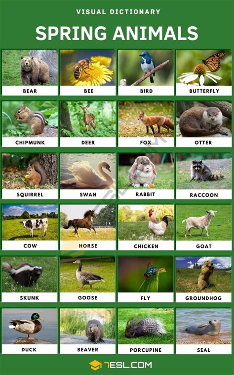 Image result for Fun Spring Animals