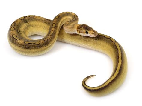 Champagne – Markus Jayne Ball Pythons