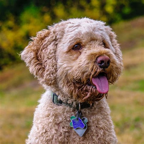 Image result for Red Cockapoo